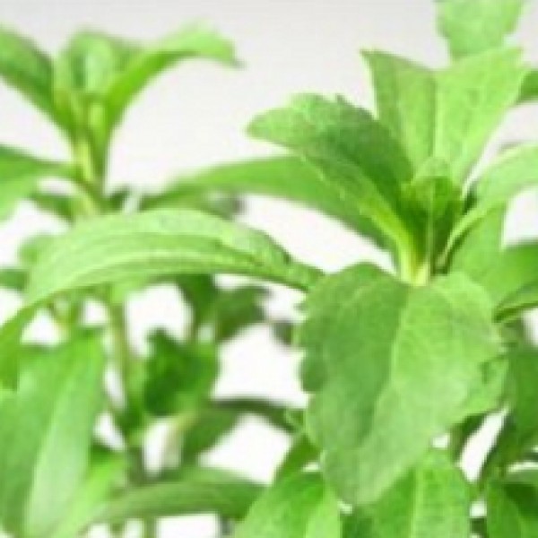 Stevia Rebaudiana Plant